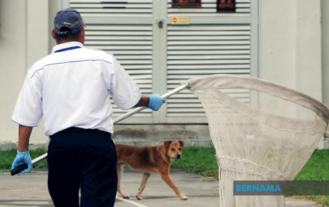 Operasi Tangkap Anjing Liar Di Klang Patuhi SOP - Datuk Bandar
