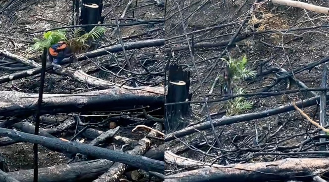 Tular Lelaki Tanam Anak Pokok Kelapa Sawit Di Kawasan Terbakar, Pemilik Video Beri Penjelasan