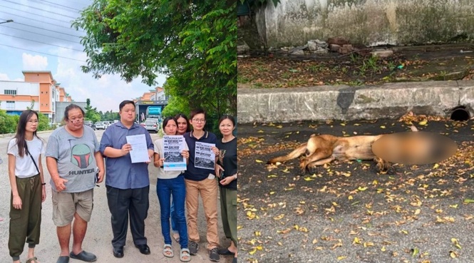 50 Ekor Anjing Didakwa Mati Selepas Diracun, Ganjaran RM1,000 Ditawar Jejak Pelaku