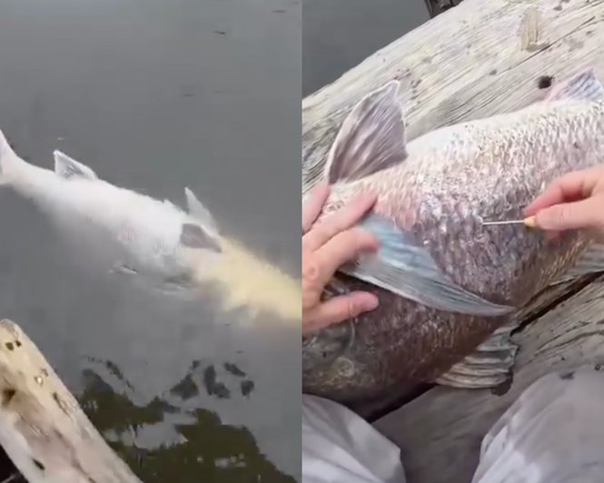 Kenapa Ikan Terapung Di Permukaan Air Walaupun Masih Hidup?
