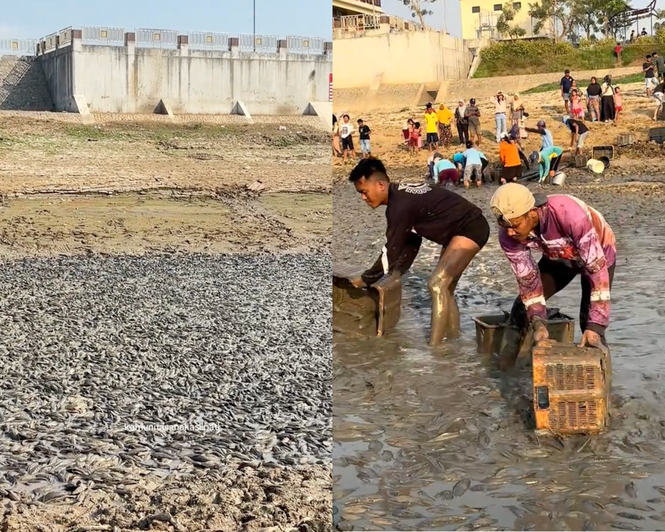 Kemarau Hingga Sungai Silugonggo Kering, Jutaan Ikan Dilapor Mati