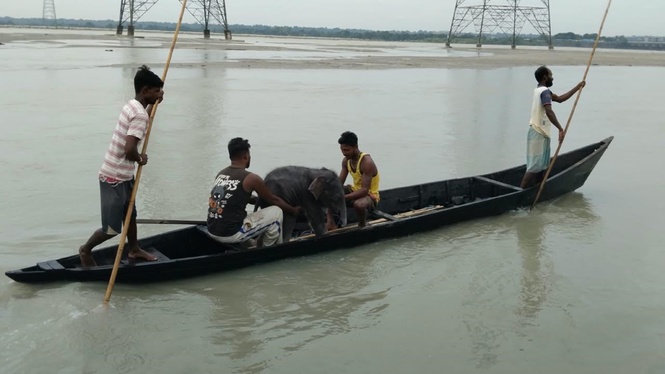 Anak Gajah Berusia Empat Hari Hanyut Di Sungai Berjaya Diselamatkan