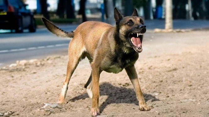 Kematian Akibat Rabies, Kenali Simptom Dan Cara Cegah Jangkitan