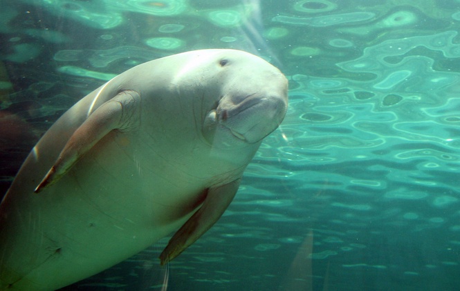 Populasi Dugong Di Teluk Carpentaria Susut 50 Peratus