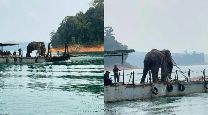 Sulong Dipindahkan Ke Taman Negara Terengganu - PERHILITAN