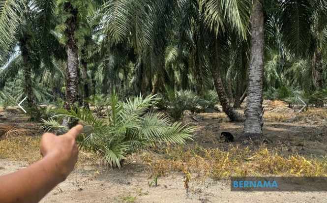 Wanita Masih Terbayang Insiden Anak Saudara Digigit Anjing