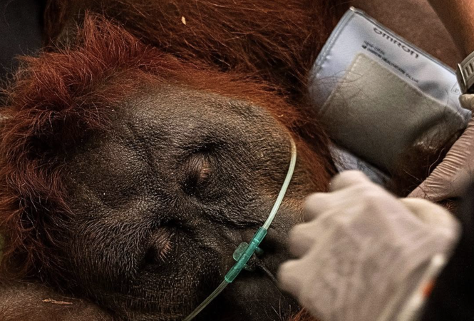 Puluhan Orangutan Diselamatkan Ketika Kebakaran Hutan Di Indonesia