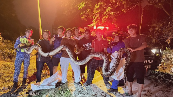 Ular Gergasi Seberat 70kg Ditemui Di Sepang, 10 Individu Dewasa Berganding Bahu Menangkapnya