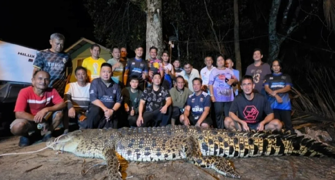 Buaya 500 Kg Antara Tiga Ekor Ditangkap Di Kampung Kebuaw