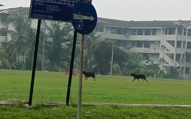 Kanak-Kanak Tujuh Tahun Cedera Diserang Enam Anjing Liar Di Lima Kedai