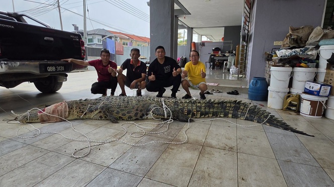 Buaya Lebih 400 Kilogram Ditangkap Di Sungai Rajang, Seekor Lagi Masih Diburu