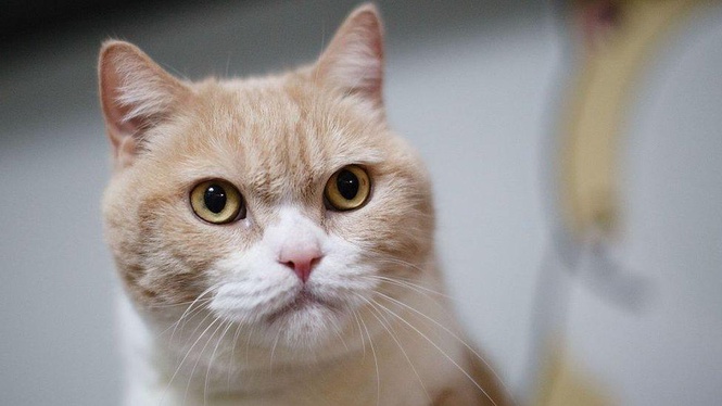Vietnam Tumpaskan Sindiket Pencurian Kucing Yang Curi 2,700 Haiwan Peliharaan Untuk Dijadikan Makanan