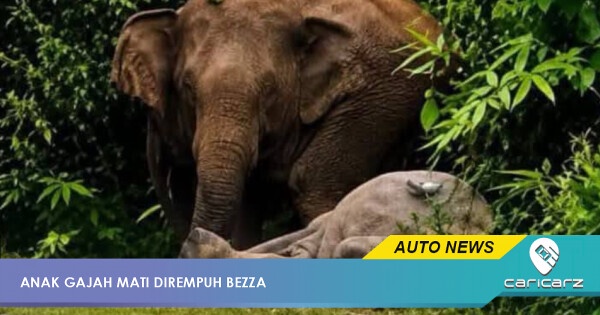 Lagi Gajah Mati Dirempuh, Pemandu Bezza Masuk Gaung