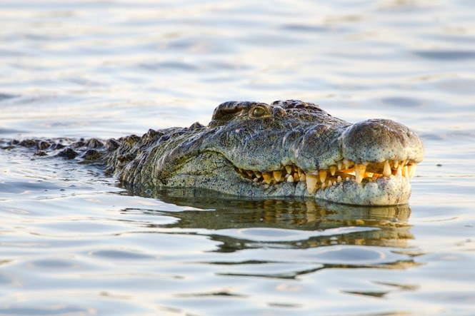 Outrage at plans to introduce crocodile moat around prison in Israel