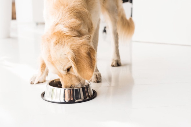 US dog food brands issue urgent recall over salmonella and metal contamination
