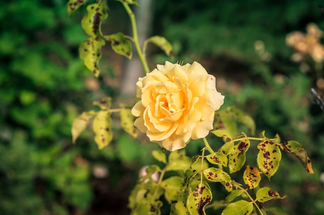 How to treat roses with black spot disease – and protect them from infection