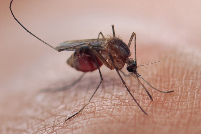 Single dose malaria drug could simplify treatment worldwide in medical breakthrough