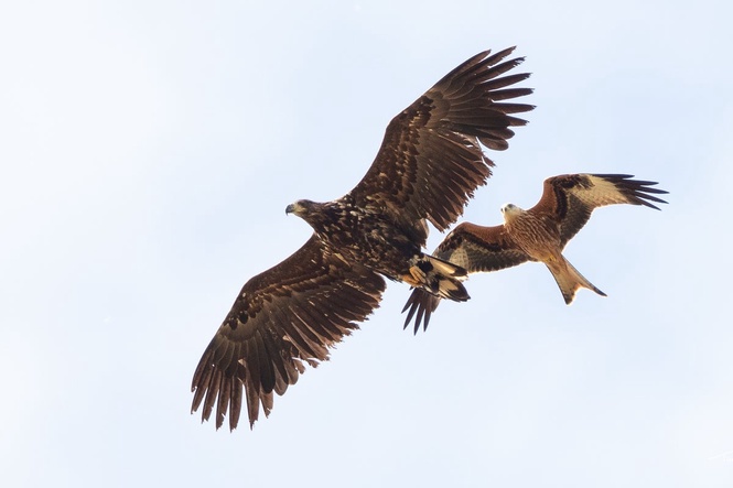 White-tailed eagles to return to Exmoor after more than 200 years