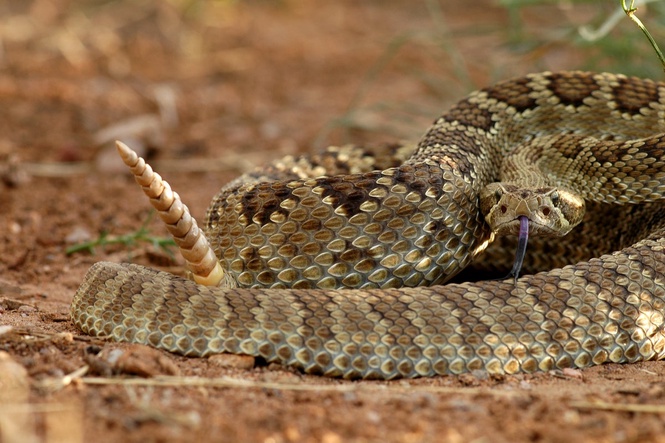 Hospital ran out of anti-venom trying to save man bitten by rattlesnake