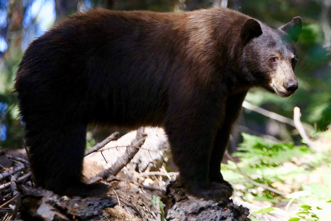California cyclist crashes into black bear during ride: ‘As surprised as I was’