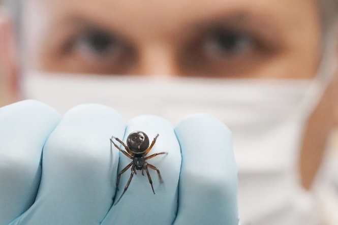 ‘Most dangerous spider’ in Britain behind rise in hospital admissions