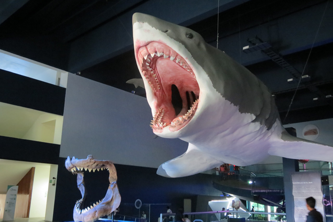 Lost megalodon fossil reveals true size of the massive ancient shark