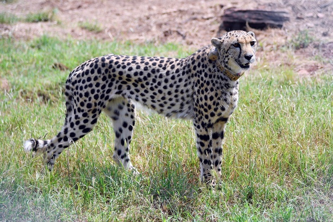 Suspected leopard attack kills four cubs in blow to India’s cheetah reintroduction project