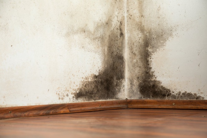 Expert on how you can get rid of mould from your home this autumn