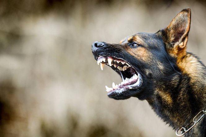 US claims for dog bites hit nearly $2 billion a year. What victims and pet owners need to know