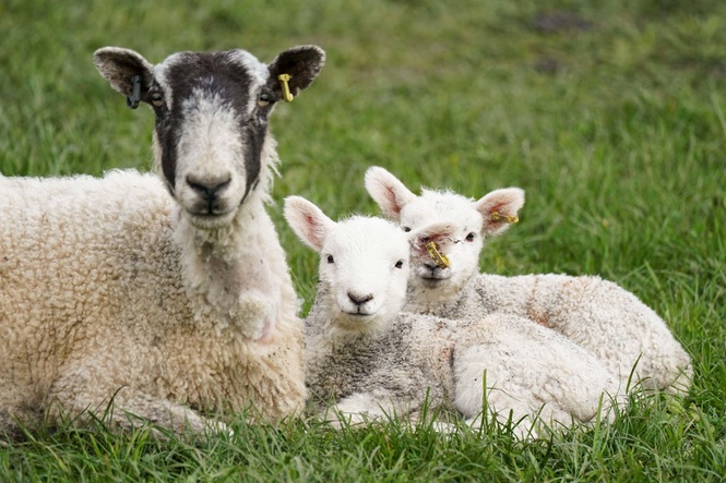 Parasite outbreak at petting farm as 16 visitors fall ill