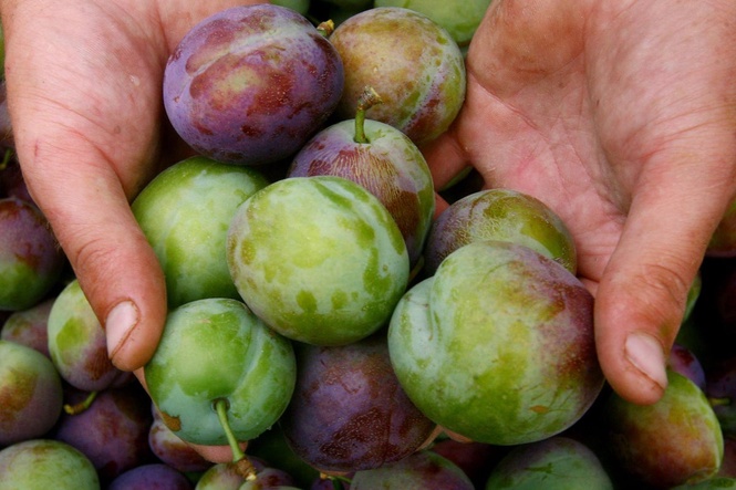 Why your five-a-day diet could be missing a key heart health nutrient