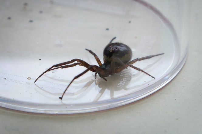 Experts warn of ‘explosion’ in population of false widow spiders