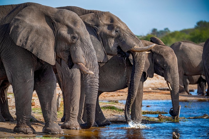 Millionaire hunter killed by herd of elephants in Africa