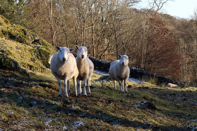 Activists found guilty of stealing King’s lambs from Sandringham