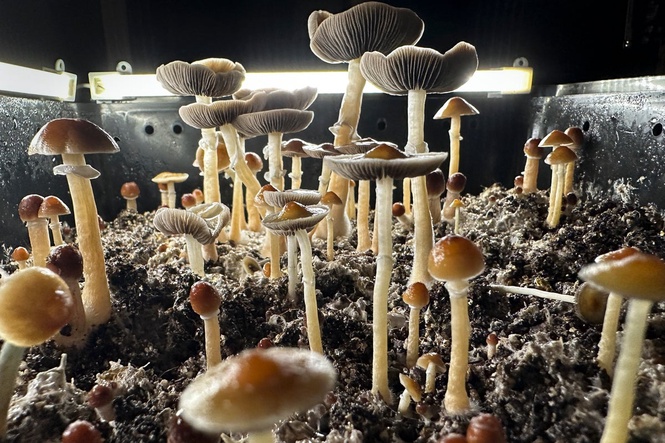 Magic mushroom therapy turns into horror after 4-story hotel fall, lawsuit claims