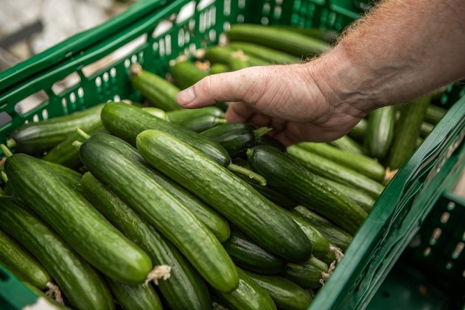 How the UK heatwave is impacting cucumbers as warning issued over other vegetables
