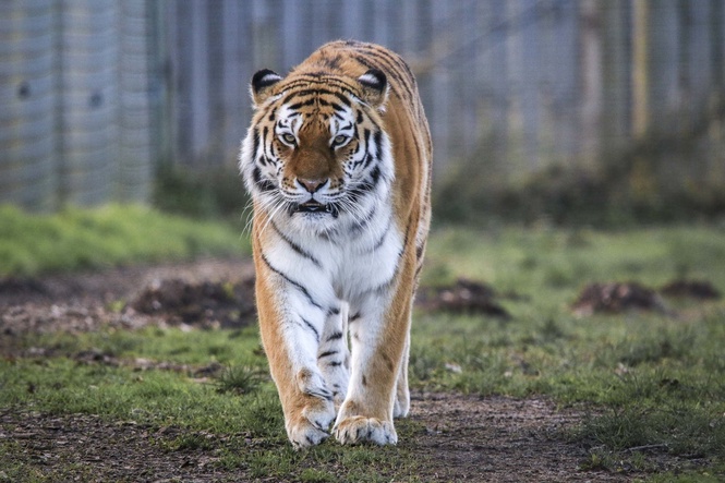 Yorkshire tiger latest: Man dies after being attacked by big cat in wildlife park enclosure