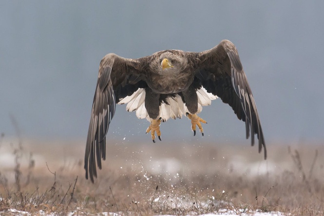 Britain’s largest bird of prey to return to Exmoor skies despite farmer’s concerns