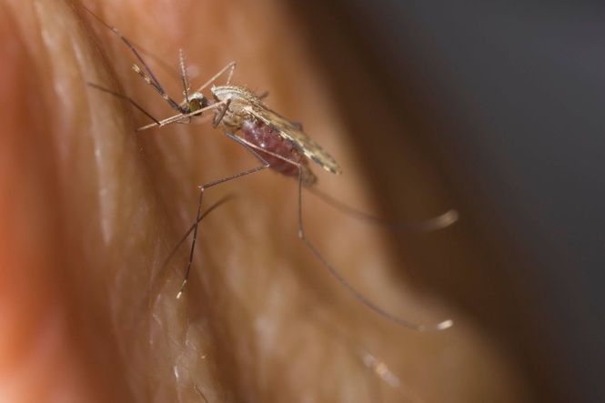 Breakthrough as medics develop single dose malaria drug