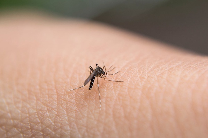 UK heatwave sparks mosquito spike warning as expert urges Brits to cover up