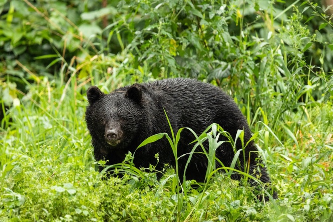 Russian hiker attacked by black bear in Japan amid spike in incidents