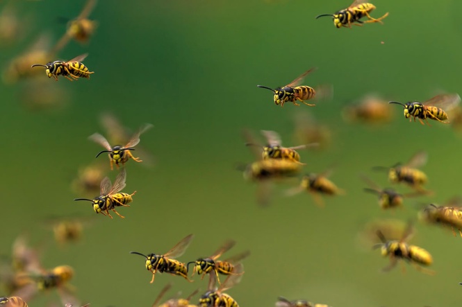 Experts issue warning over ‘aggressive’ drunk wasps swarming parts of England