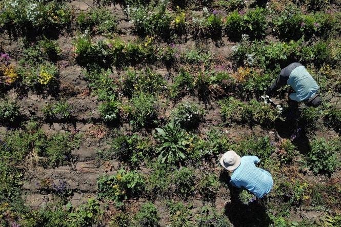 Harvests and food prices at risk as Iran war triggers global fertiliser crunch