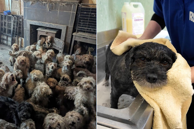 Hundreds of dogs rescued after viral RSPCA photo reveals filthy conditions