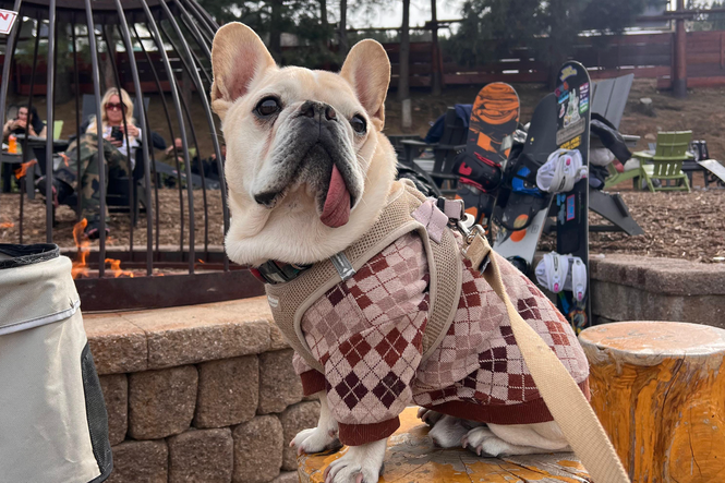 Doggy healthcare breaking the budget? Grab your pooch and passport and head to Tijuana