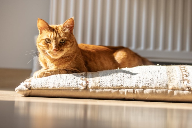 Cat missing for seven years is transported 2,500 miles across the US to reunite with family