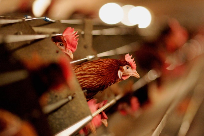 UK and US begin human bird flu vaccine trial to fight evolving virus threat