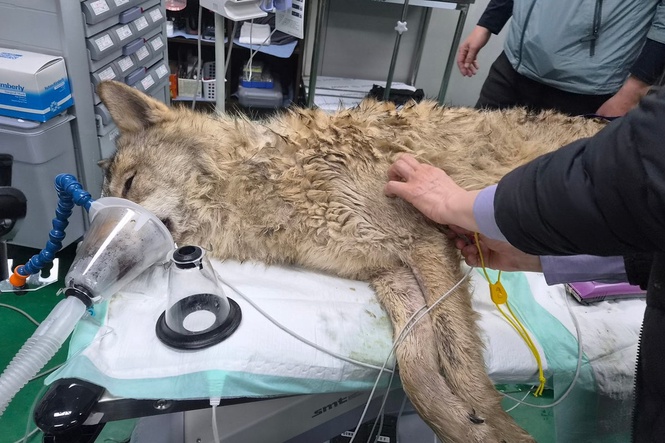 Escaped wolf in South Korea captured alive and returned to zoo after massive 9-day search effort