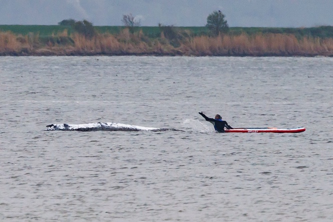 Why hopes are fading for Timmy the whale