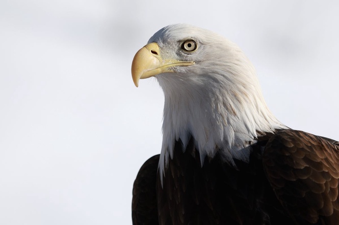 USPS unveils iconic bald eagle stamps to celebrate America’s 250th